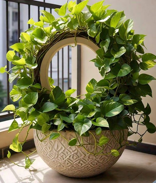 Trellis plants bring elegance and structure to any space, transforming plain walls,