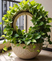 Trellis plants bring elegance and structure to any space, transforming plain walls,