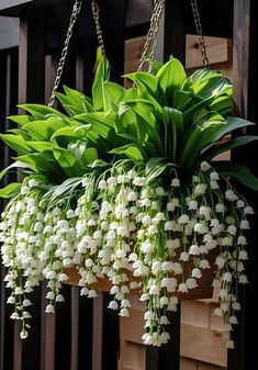 japanese wisteria