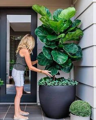 LONG POTS WITH BIG LEAVES  FOR ENTERANCE