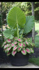 elephant ear big plant