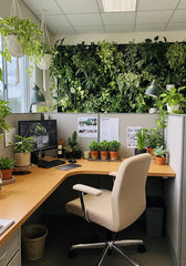 son’s room becomes livelier and more balanced when enhanced with the presence of green PLANTS
