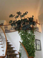 Stairs with Plants ,turn ordinary steps into a living masterpiece!