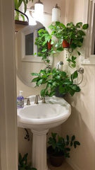 WASHBASIN WITH PLANTS