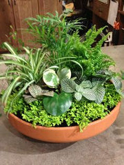 Two plants placed together create a perfect balance of beauty and harmony.
