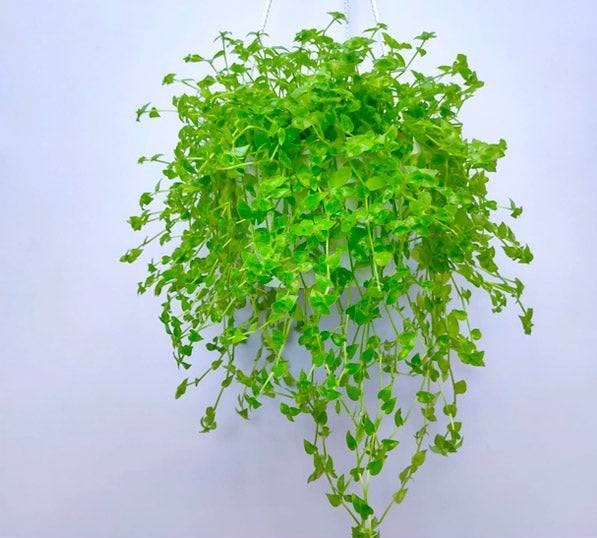 Turtle wine baby plant in nursery pot