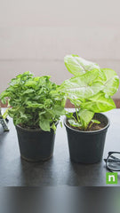 Set of 2 Syngoniums for Indoor Air Purification