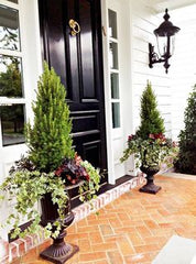 HOTEL PORCH PLANTS