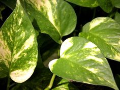 creeper money plant
