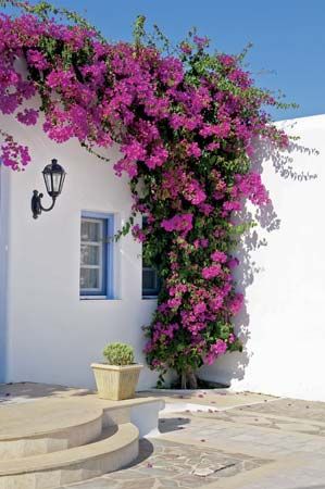 BOUGAINVILLEA FLOWER PLANT 3 || Red Color || Balcony Garden|| Wall Panel || Creeper