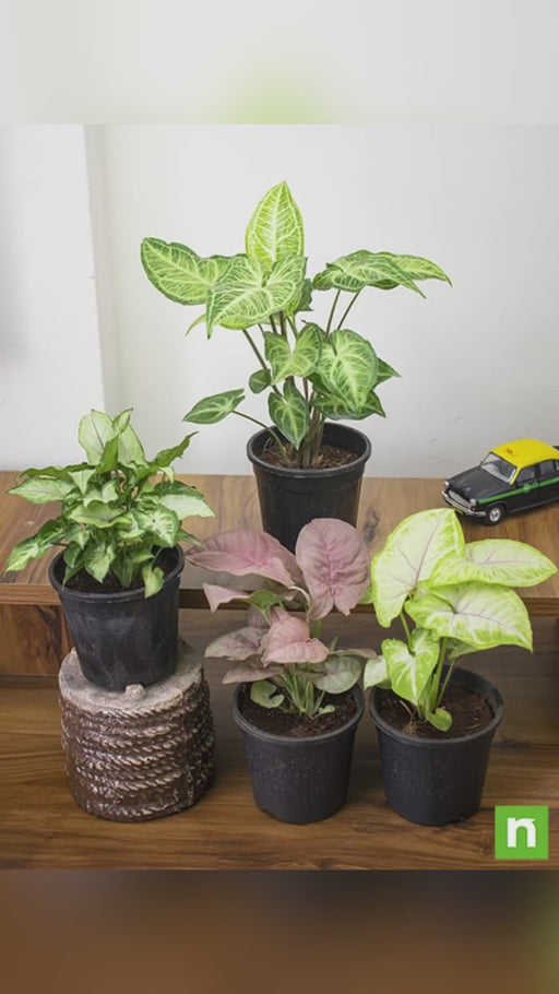 Pack of 4 Syngonium Plants for Forever Green Garden