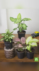 Pack of 4 Syngonium Plants for Forever Green Garden