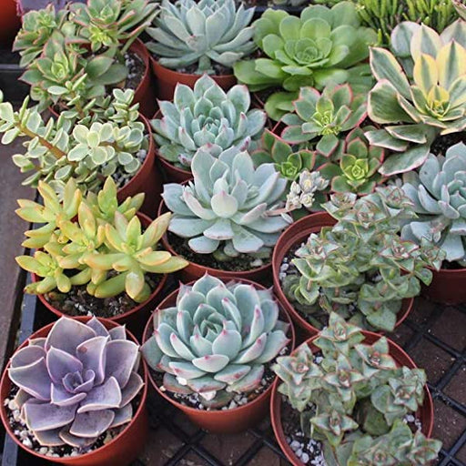 Set of 4 Mixed Succulent Plants (assorted) Pack