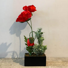 Poppy plant baby plant in nursery pot