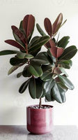 Home & Grrubber plant beautiful 3inch flower bed in pot kitchen office hotel reception table living room office