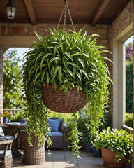 A decorative single plant is more than just greenery
