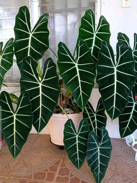 unique plant,alocasia