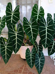 unique plant,alocasia