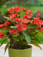 EUPHORBIA MILLI