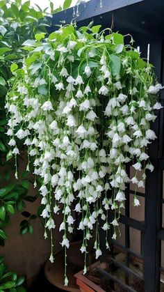 chinese wisteria