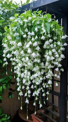chinese wisteria