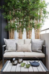 WHITE SITTING WITH LONG PLANTS,A Breath of Fresh Air with Every Step