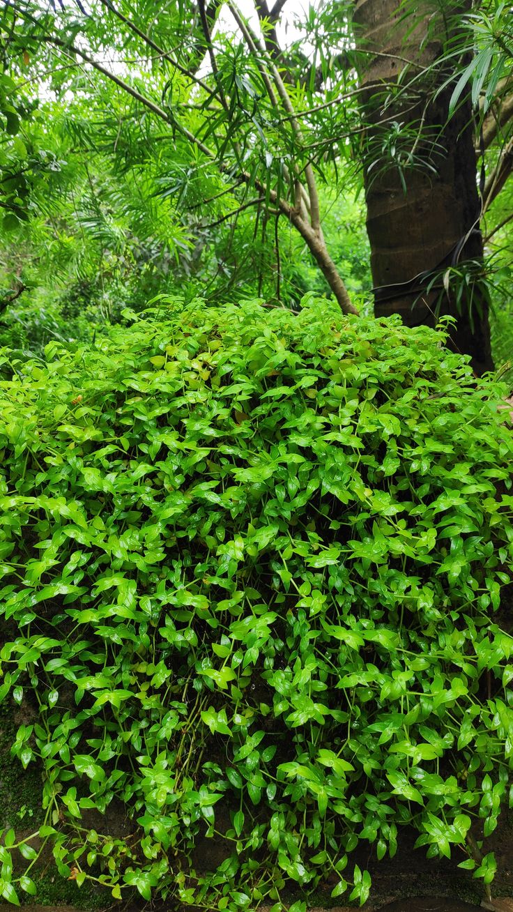 Sunlight: Prefers full sun for abundant flowering, but can tolerate partial shade.