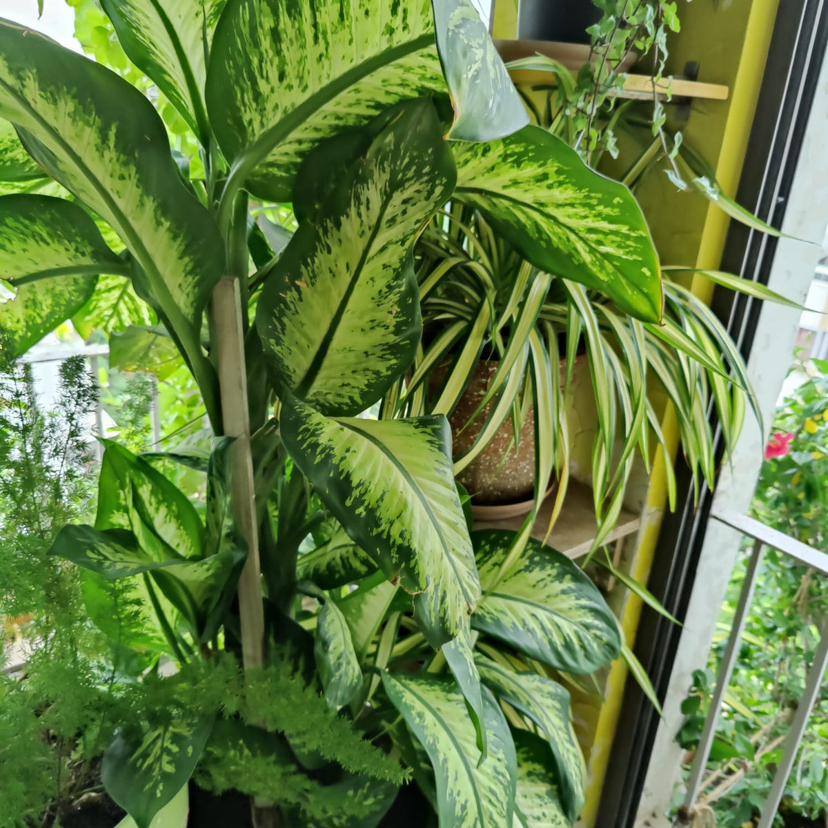 dieffenbachia sequine