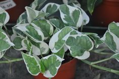 type of money or pothos