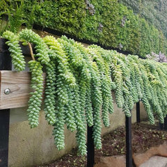 HANGING PLANT