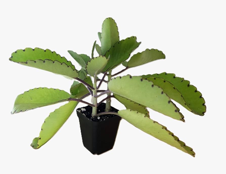Bryophyllum pinnatum baby plant in nursery pot