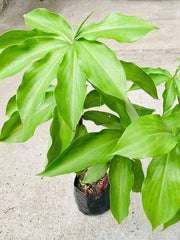 COSTUS USED FOR LOWER BLOOD GLUCOSE LEVEL