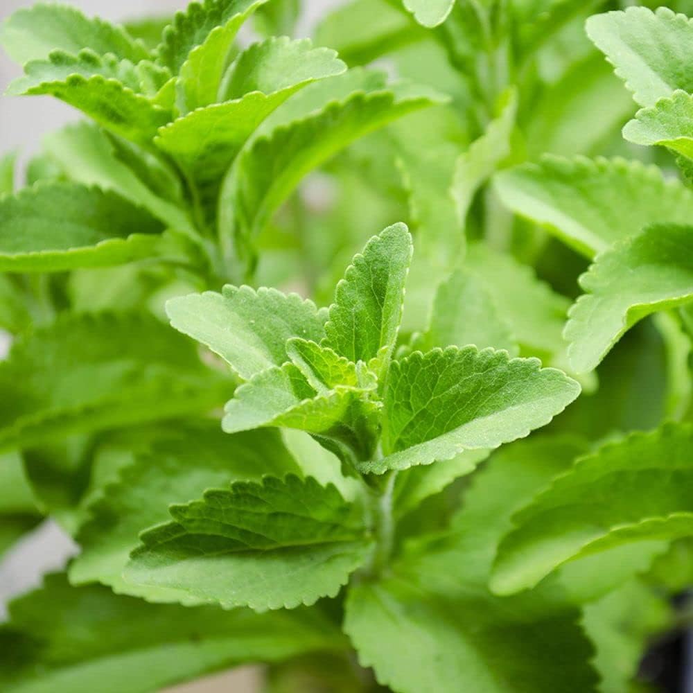 Healthy Vibe Herb Stevia Sweet Leaves Best For Sugar Medicinal Plant Stevia (Sugarfree) Plant,Candy leaf,Sweet Herb for Home Garden (Stevia Herb Plant)healthy