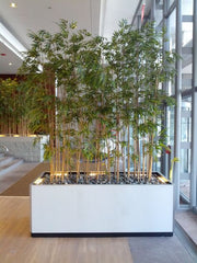 Making a Statement with Large Greenery