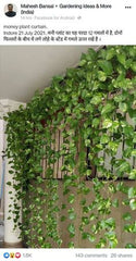 Creeper plants bring effortless charm and movement to any space.