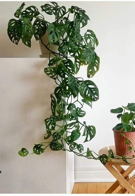 creeper montera small