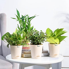 vastu plants combo