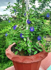 Aparajita (for Vastu)  Meaning &amp; vibe: “Aparajita” = undefeated. Traditionally offered in Devi worship; believed to invite protection, victory, clarity, and calm energy. Blue flowers = devotion/spiritual focus; white = purity/satvik feel.