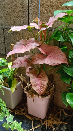 syngonium pink plant shrubs