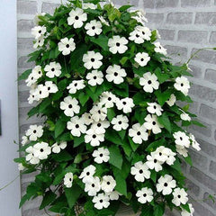 alpina flowers