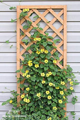 trellis for support of creepers