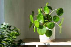Pilea or Bramari Plant