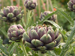ASHWAGANDHA IS BEST KNOWN FOR STRESS REDUCTION