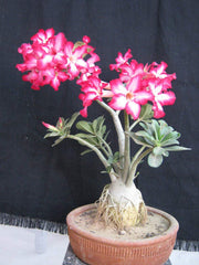 Adanium baby plant in nursery pot