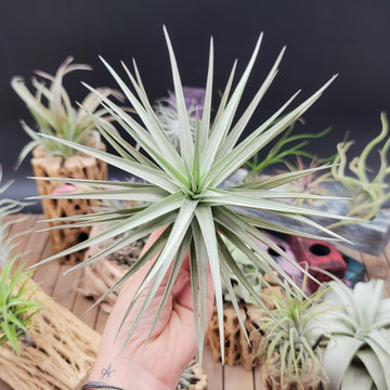 Tillandsia aeranthos baby plant in nursery pot