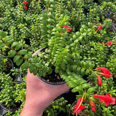 Lipstick plant baby plant in nursery pot