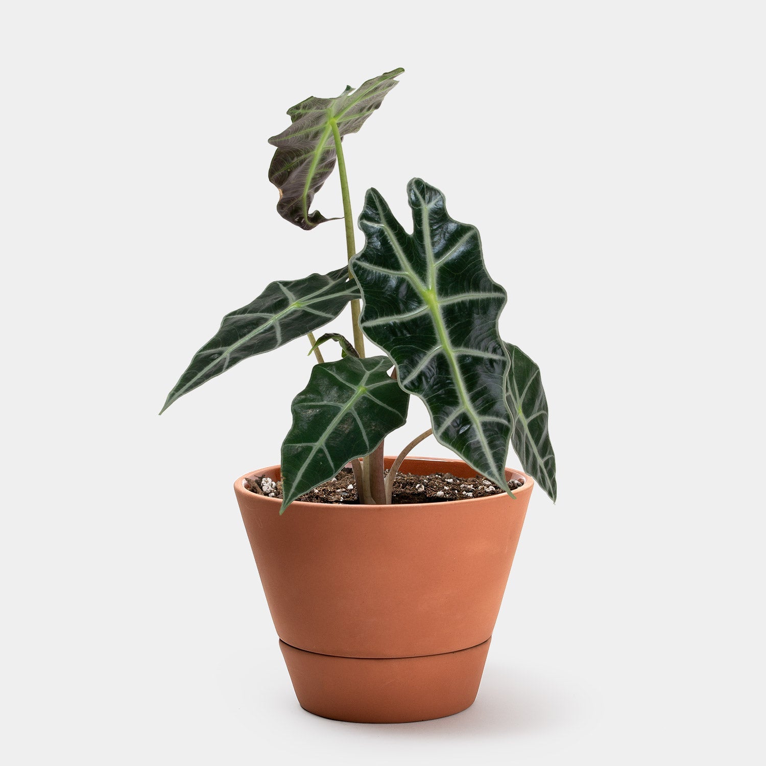 Alocasia baby plant in nursery pot