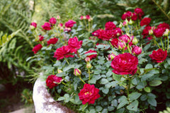 Rose baby plant in nursery pot