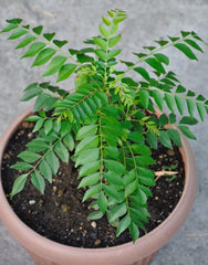 Curry Patta baby plant in nursery pot
