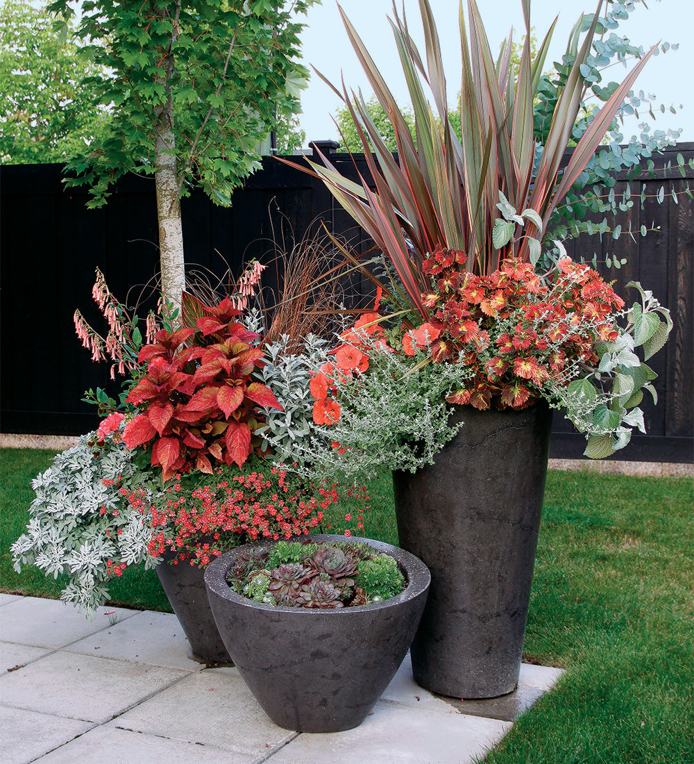 Two plants placed together create a perfect balance of beauty and harmony.